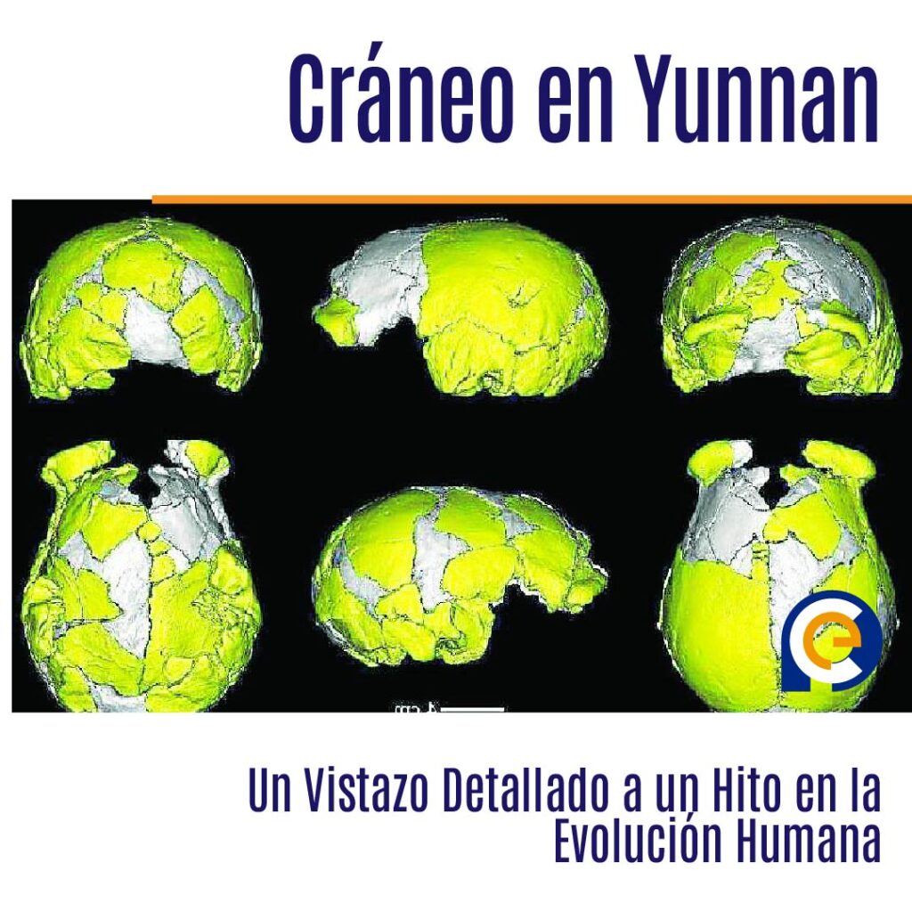 En 1980 en la provincia china de Yunan se descubre el cráneo de un homínido de ocho millones de años de antigüedad