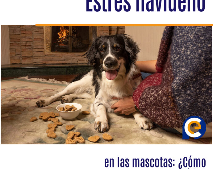 Estrés navideño en las mascotas: ¿Cómo prevenirlo?