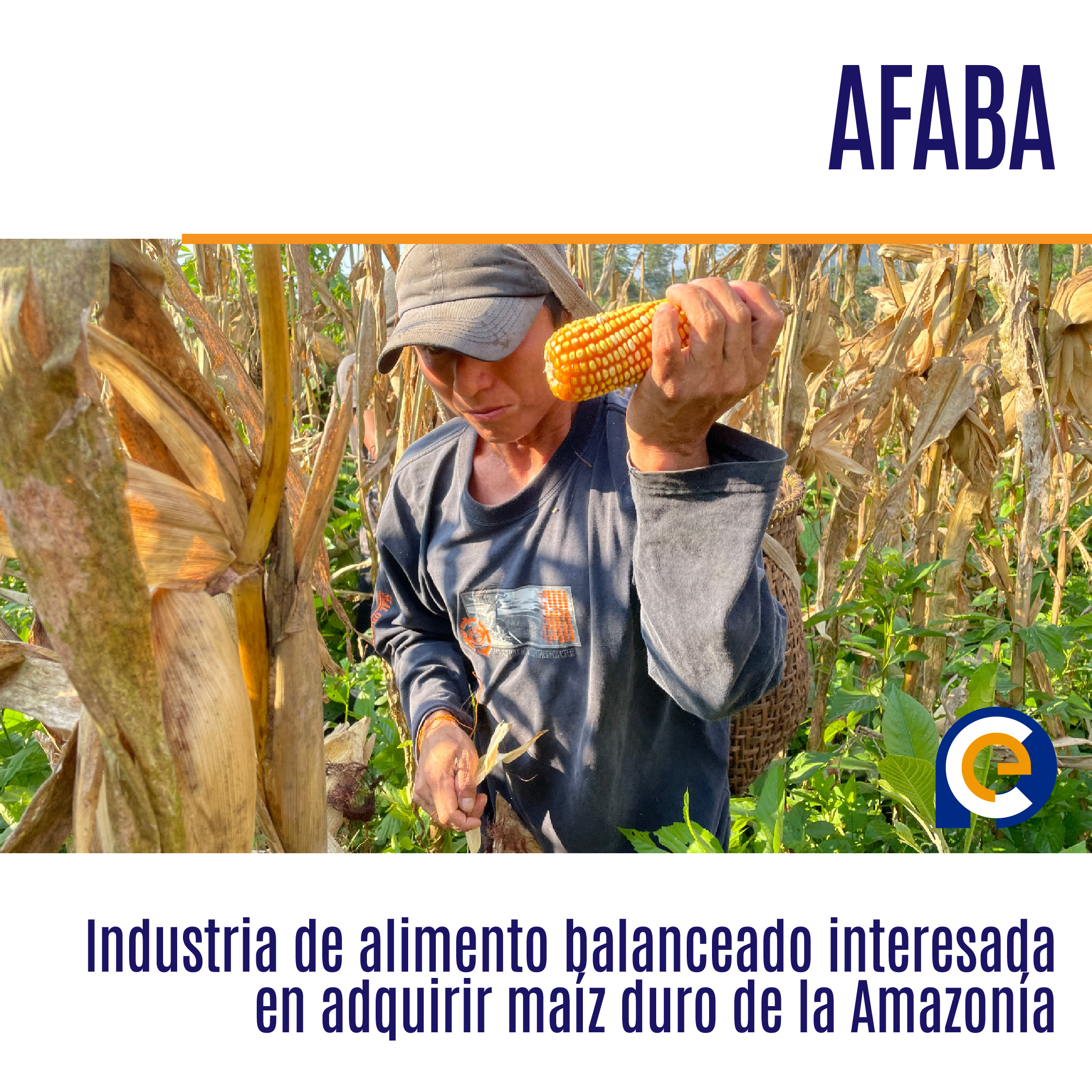 Industria de alimento balanceado interesada en adquirir maíz duro de la Amazonía