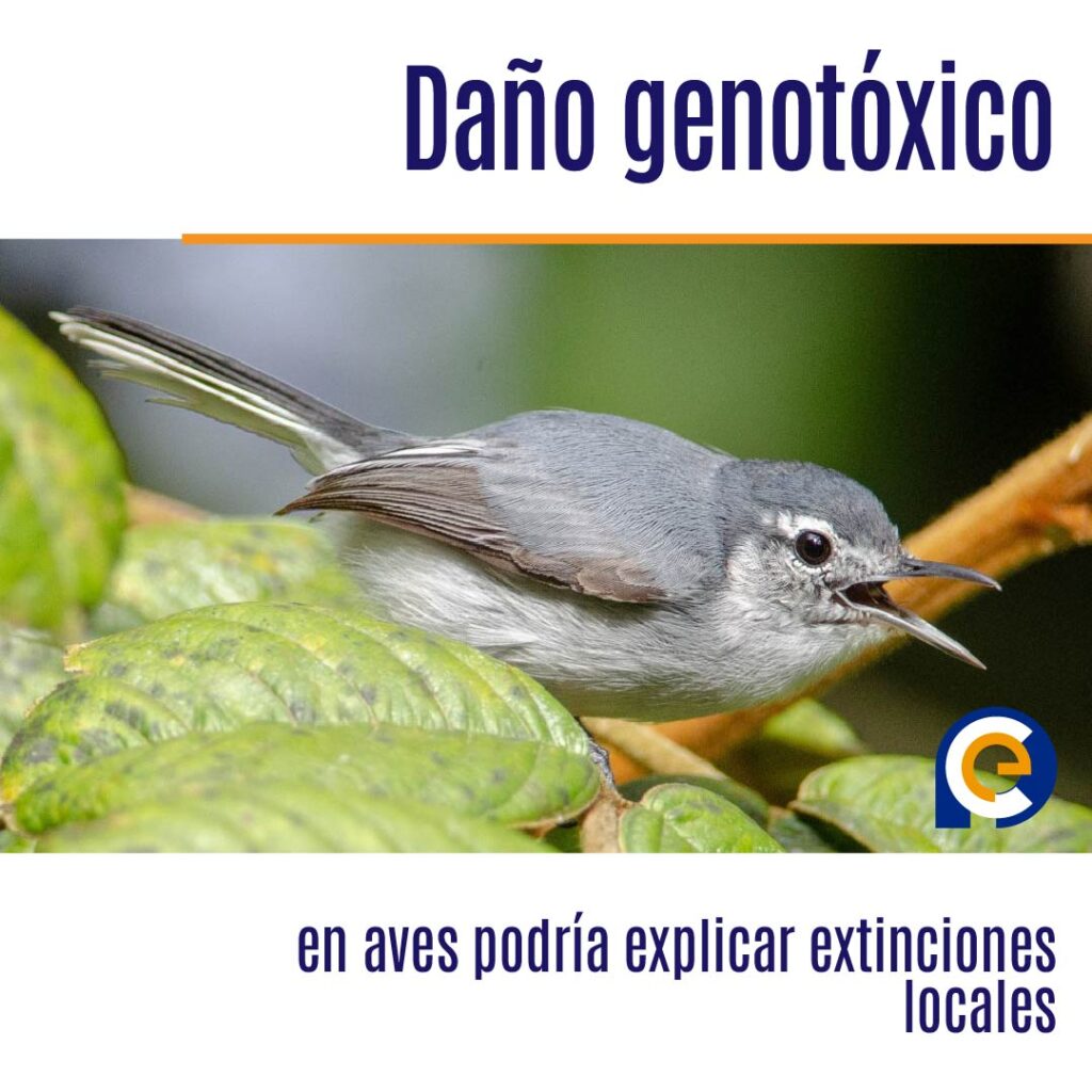Daño genotóxico en aves podría explicar extinciones locales