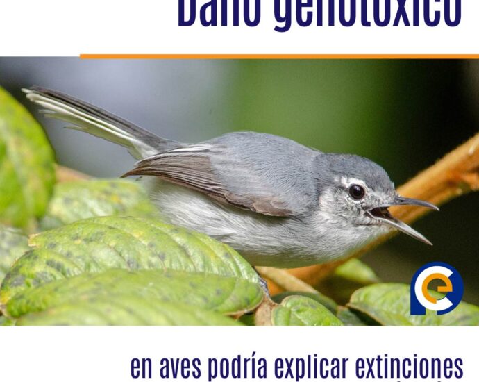 Daño genotóxico en aves podría explicar extinciones locales