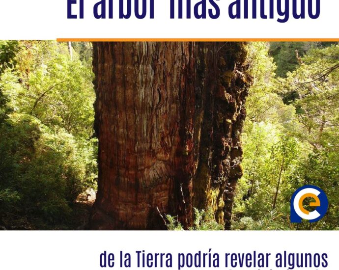 El árbol posiblemente 'más antiguo' de la Tierra podría revelar algunos secretos del planeta
