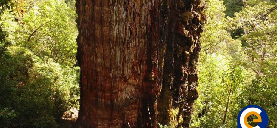 El árbol posiblemente 'más antiguo' de la Tierra podría revelar algunos secretos del planeta