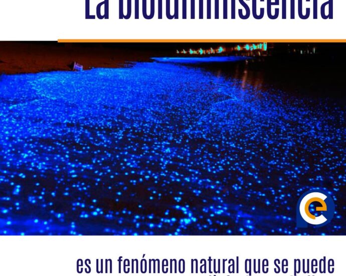 La bioluminiscencia es un fenómeno natural que se puede disfrutar en Holbox