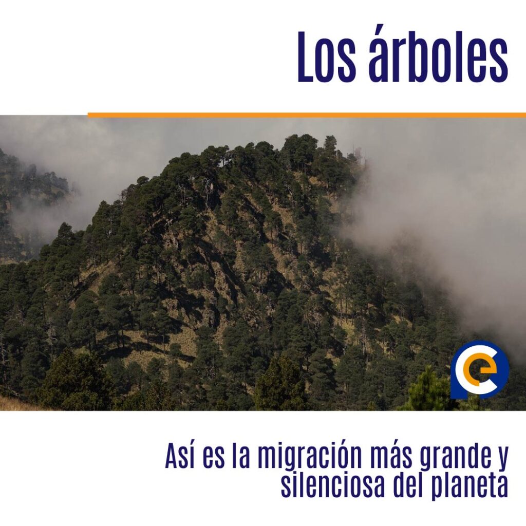 Los árboles están huyendo: Así es la migración más grande y silenciosa del planeta