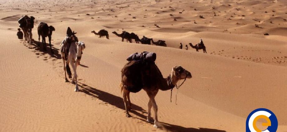 Los camélidos, una introducción a los héroes de los desiertos y altiplanos