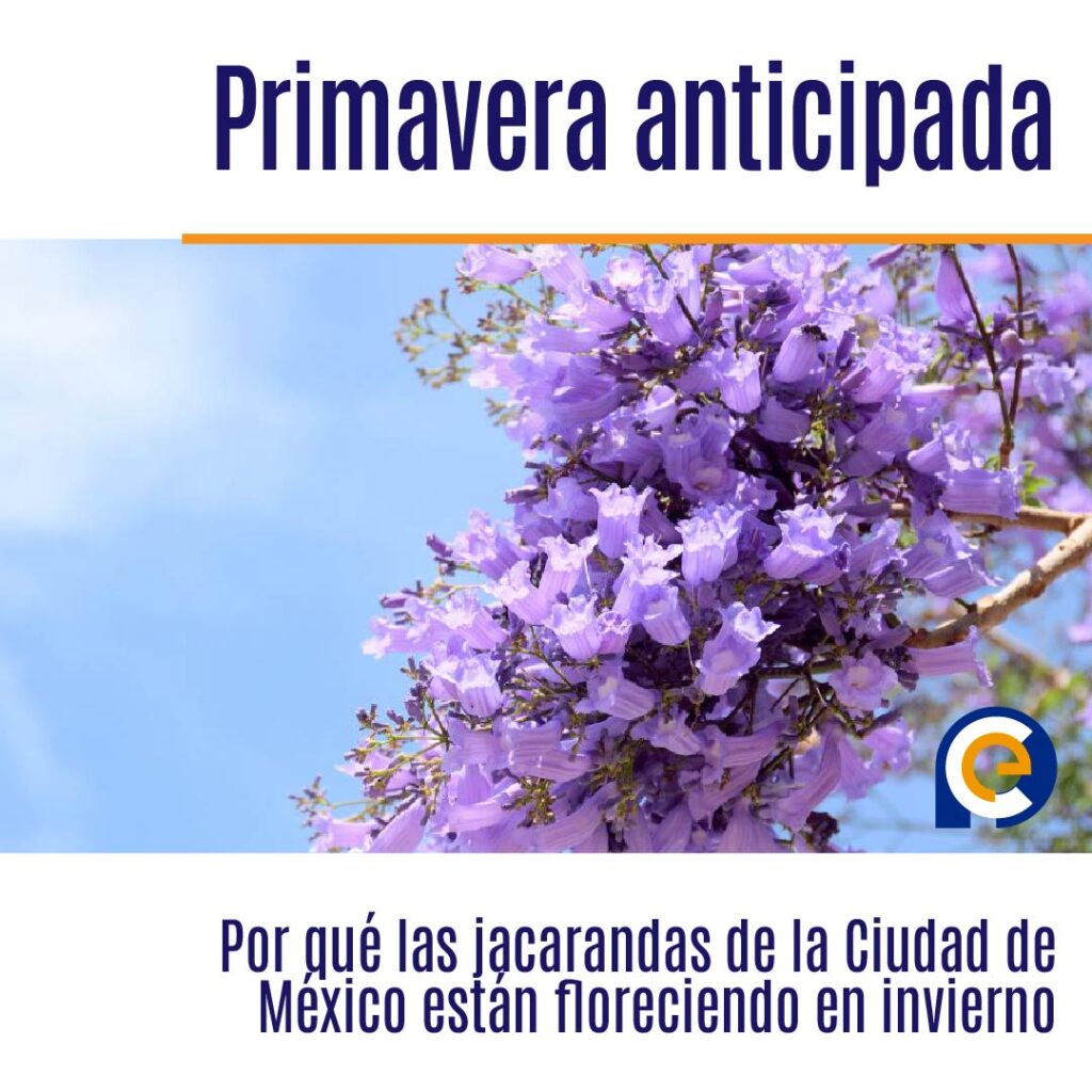Por qué las jacarandas de la Ciudad de México están floreciendo en invierno