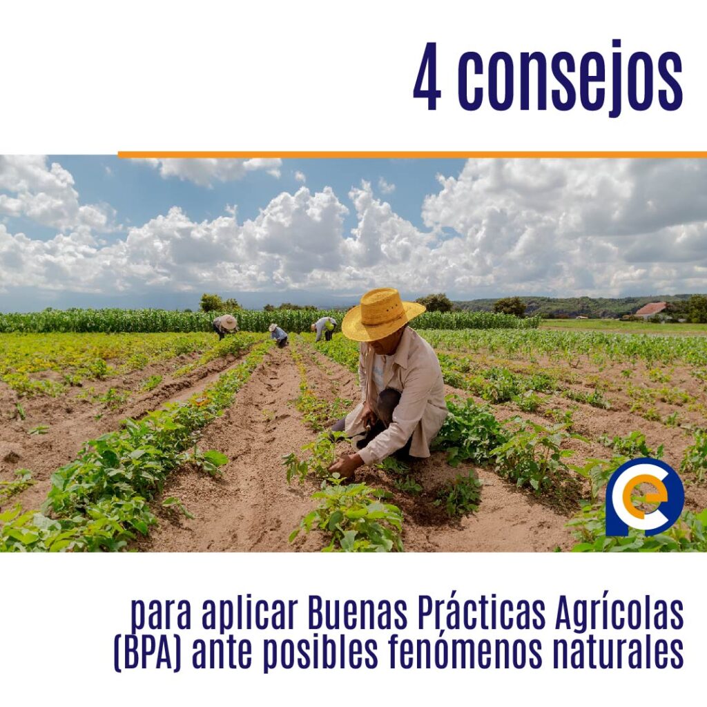 4 consejos para aplicar Buenas Prácticas Agrícolas (BPA) ante posibles fenómenos naturales