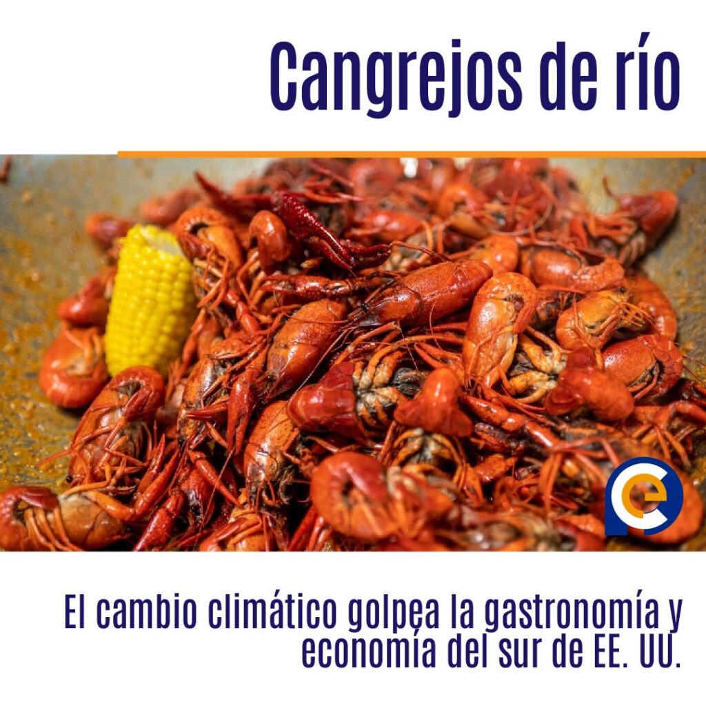 El cambio climático golpea la gastronomía y economía del sur de EE. UU. a través los cangrejos de río