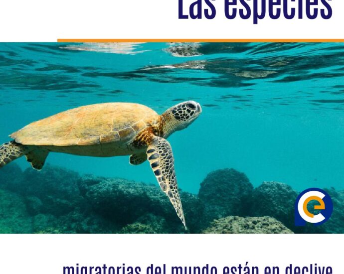 Las especies migratorias del mundo están en declive