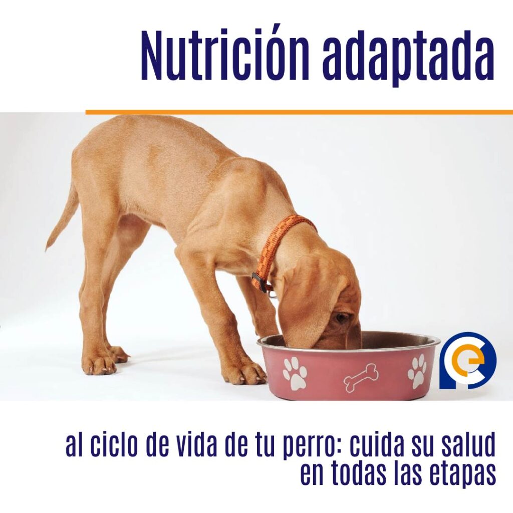 Nutrición adaptada al ciclo de vida de tu perro: cuida su salud en todas las etapas