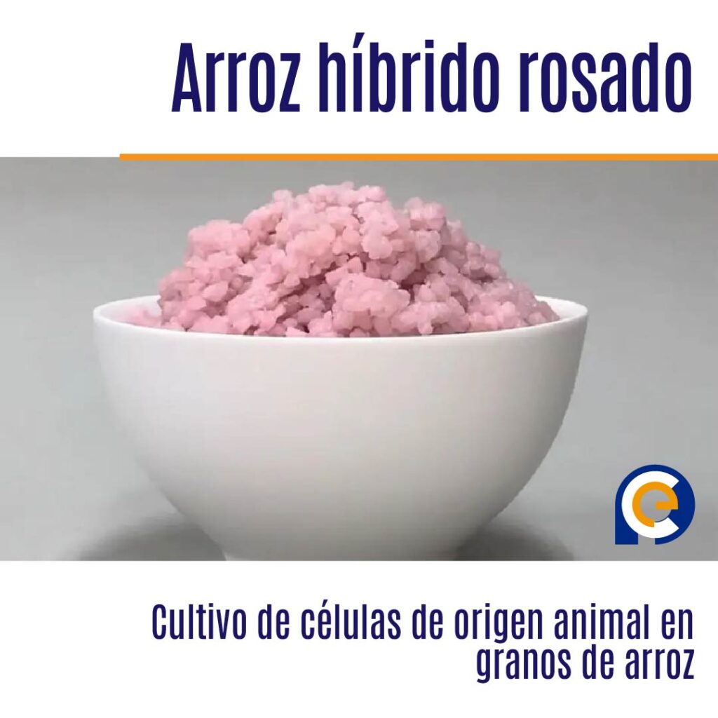 Revolucionario arroz híbrido: El cultivo de células animales transforma la producción alimentaria
