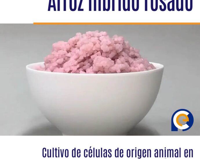 Revolucionario arroz híbrido: El cultivo de células animales transforma la producción alimentaria