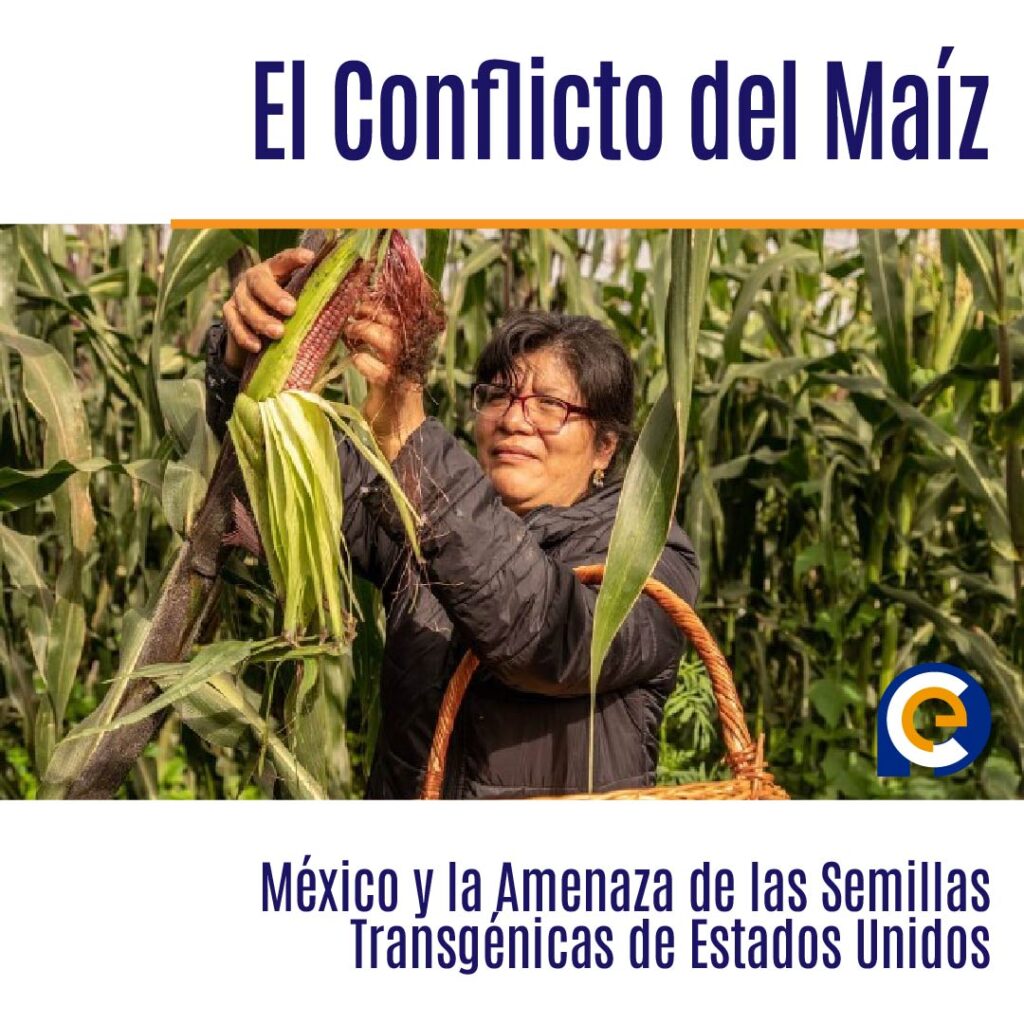 El Conflicto del Maíz: México y la Amenaza de las Semillas Transgénicas de Estados Unidos