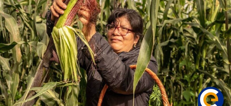 El Conflicto del Maíz: México y la Amenaza de las Semillas Transgénicas de Estados Unidos