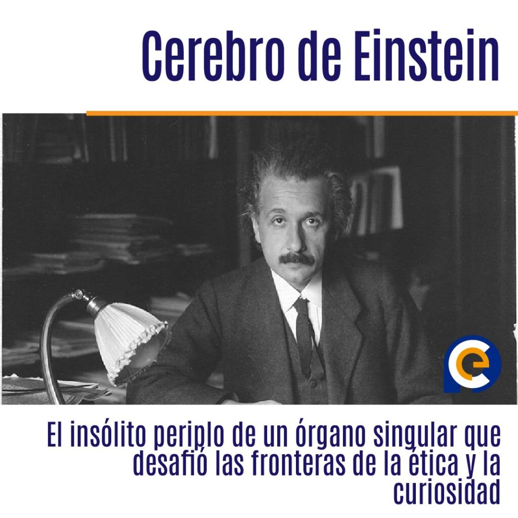 En 1955, Thomas Harvey robó el cerebro de Albert Einstein