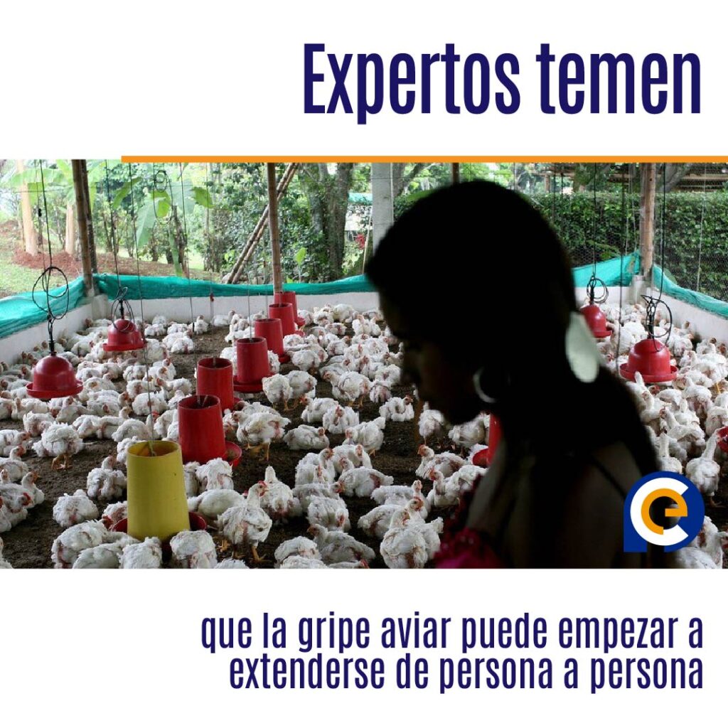Expertos temen que la gripe aviar puede empezar a extenderse de persona a persona