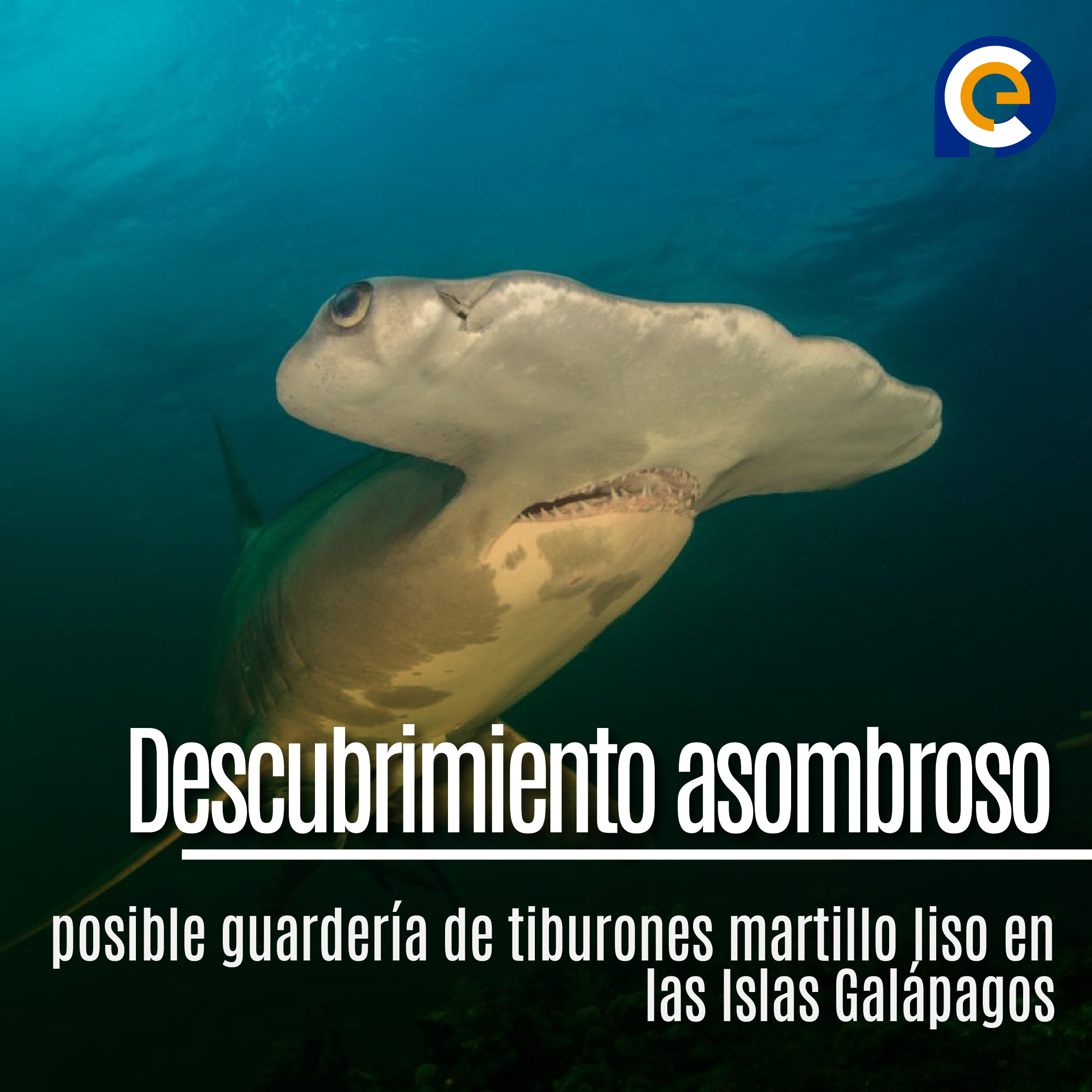 posible guardería de tiburones martillo liso en las Islas Galápagos
