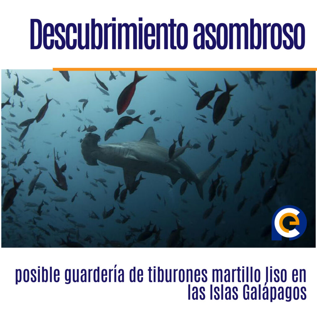 posible guardería de tiburones martillo liso en las Islas Galápagos