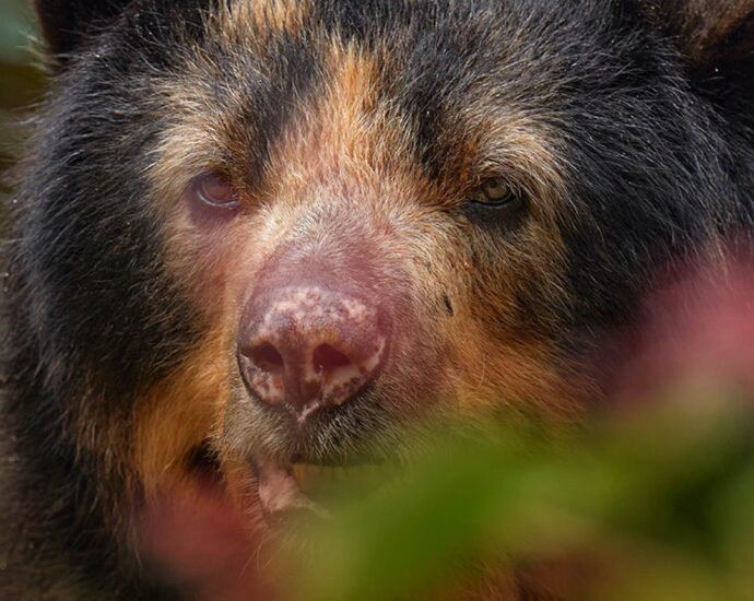 Investigación sobre el oso andino y su impacto en la preservación de los ecosistemas