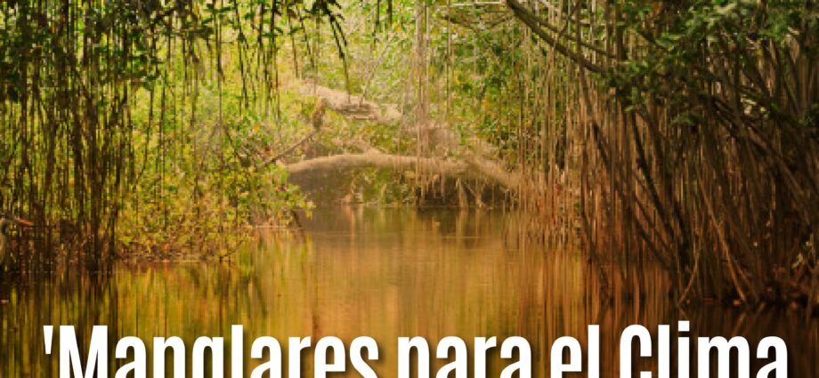 'Manglares para el Clima', un proyecto liderado por el MAATE consiguió la asignación de USD 36.4 millones por parte del Fondo Verde para el Clima