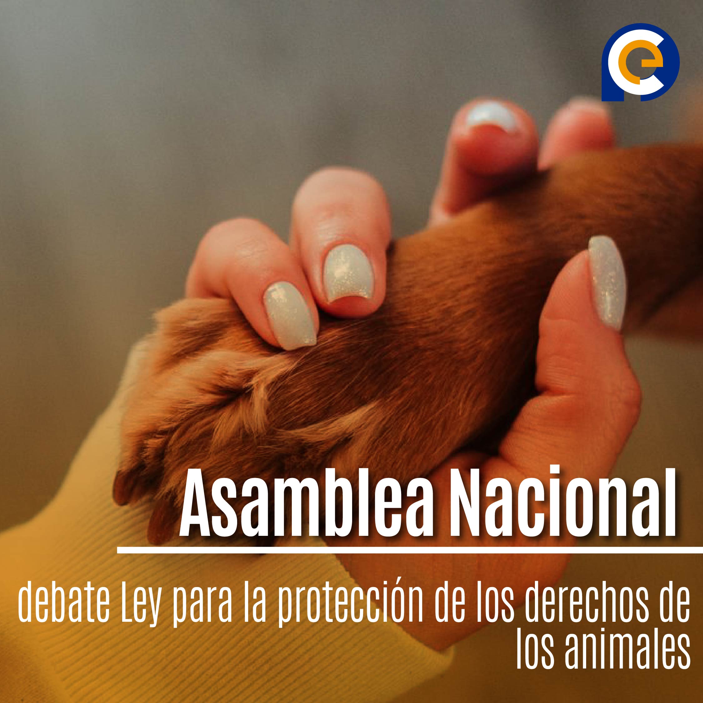 Asamblea Nacional debate Ley para la protección de los derechos de los animales