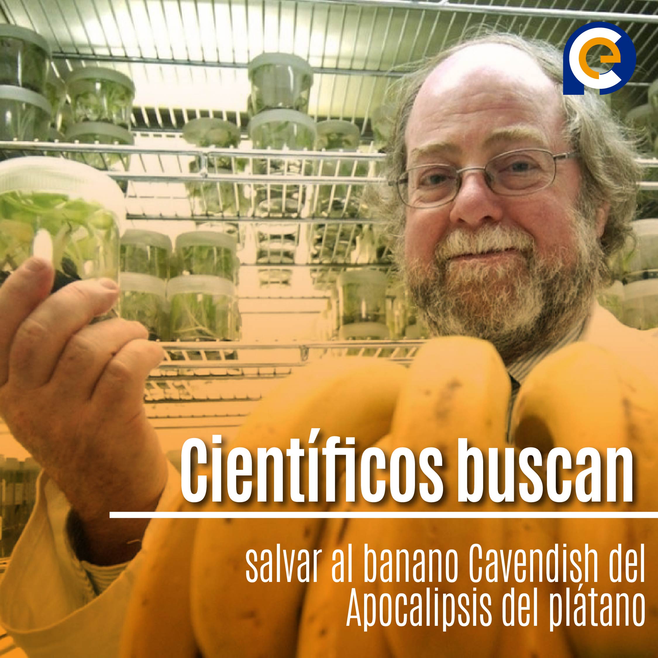Científicos buscan salvar al banano Cavendish del Apocalipsis del plátano