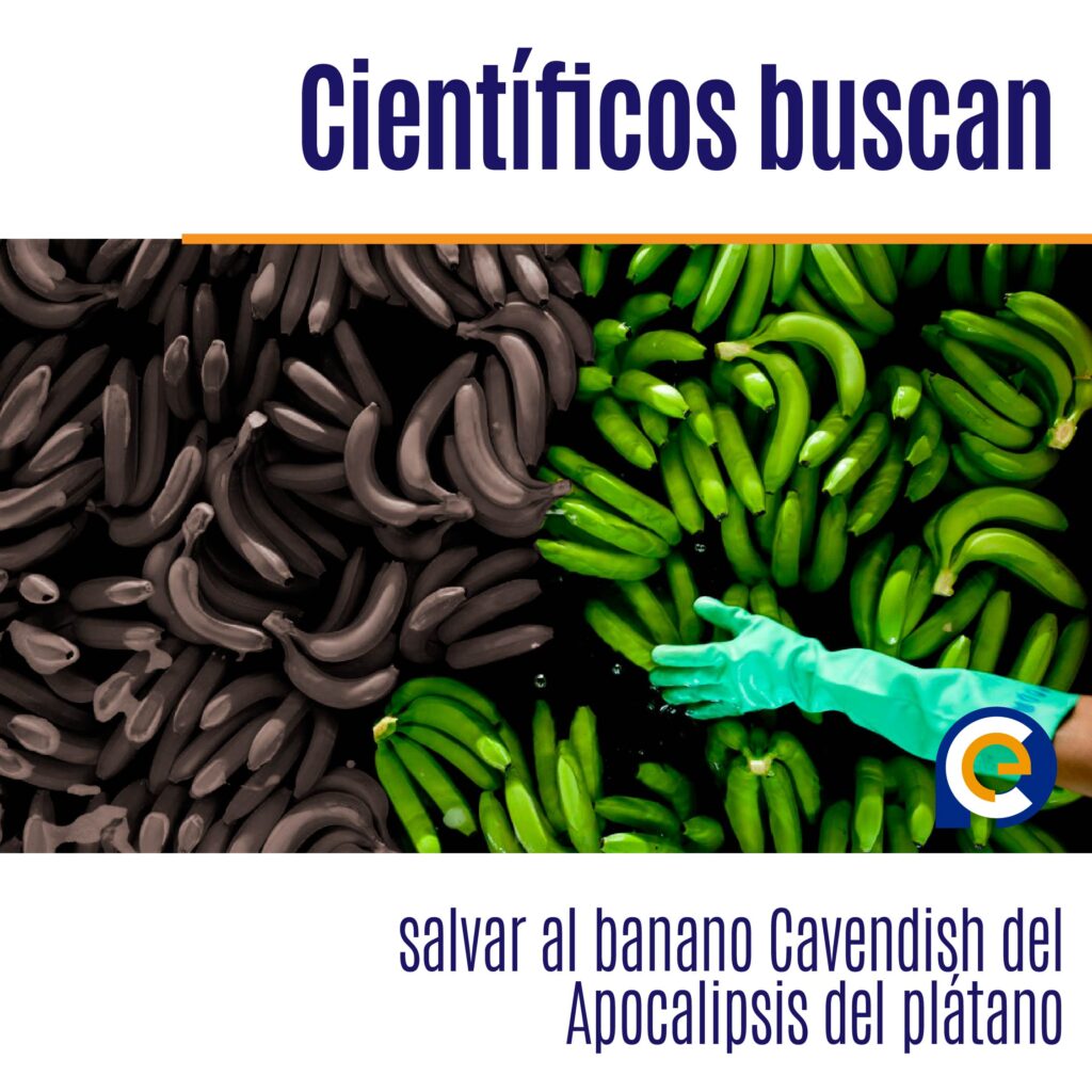 Científicos buscan salvar al banano Cavendish del Apocalipsis del plátano