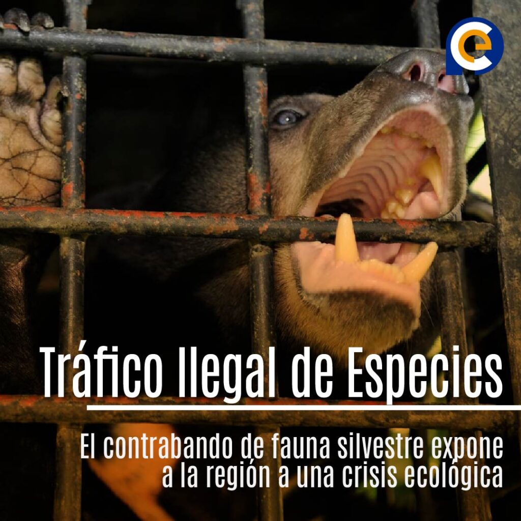 El Auge del Tráfico Ilegal de Especies en América Latina: Una Amenaza a la Biodiversidad Global