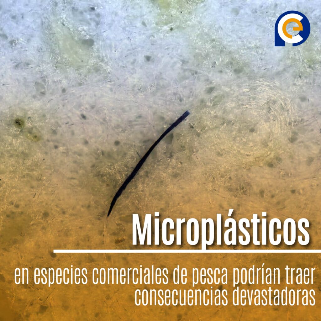 Microplásticos en especies comerciales de pesca podrían traer consecuencias devastadoras