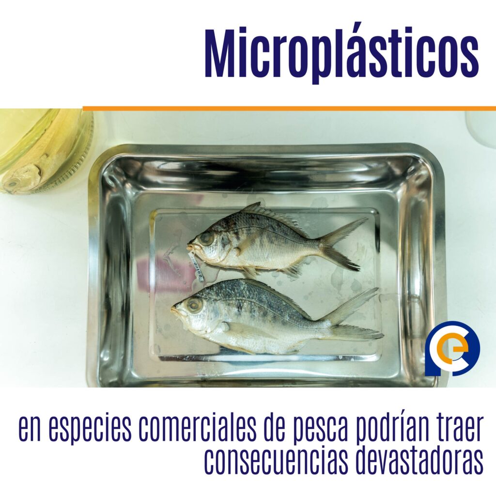 Microplásticos en especies comerciales de pesca podrían traer consecuencias devastadoras