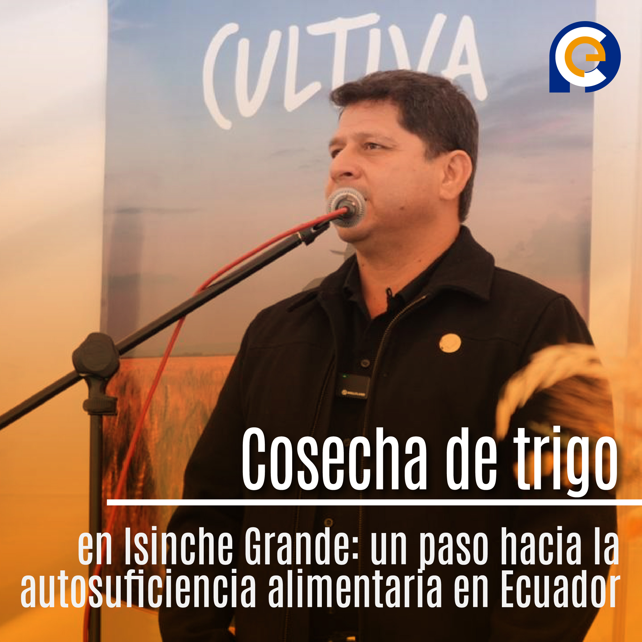 Cosecha de trigo en Isinche Grande: un paso hacia la autosuficiencia alimentaria en Ecuador