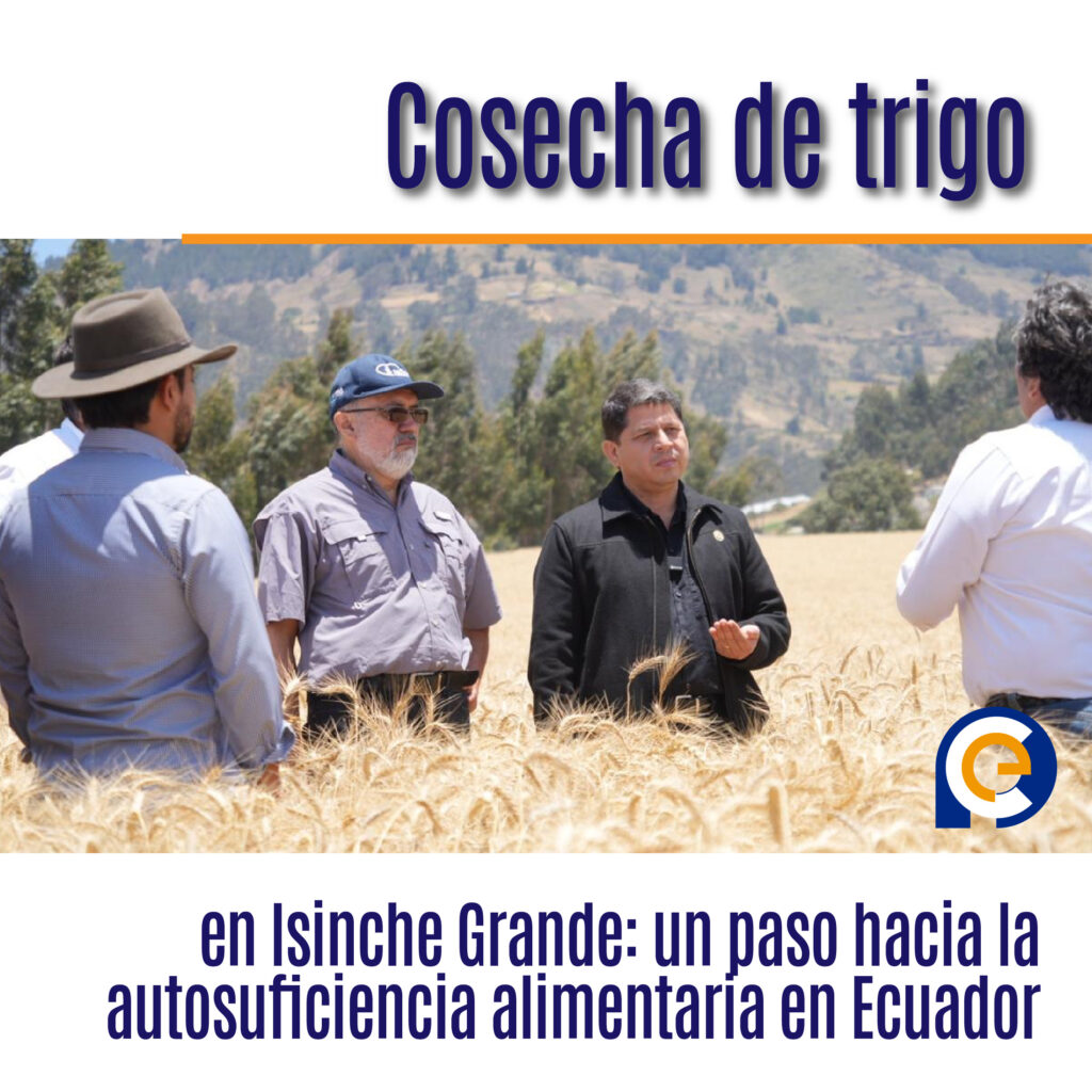 Cosecha de trigo en Isinche Grande: un paso hacia la autosuficiencia alimentaria en Ecuador