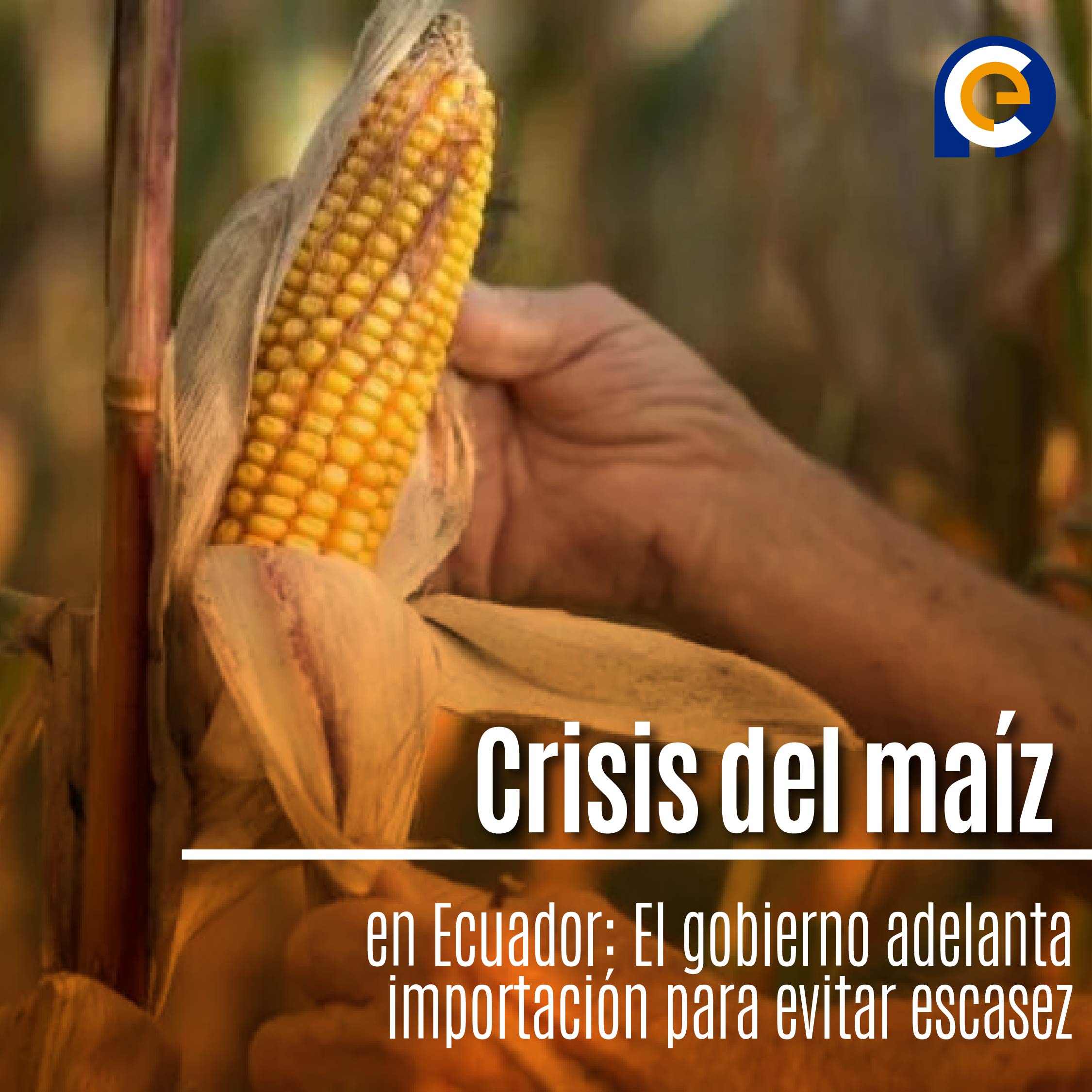 Crisis del maíz en Ecuador: El gobierno adelanta importación para evitar escasez