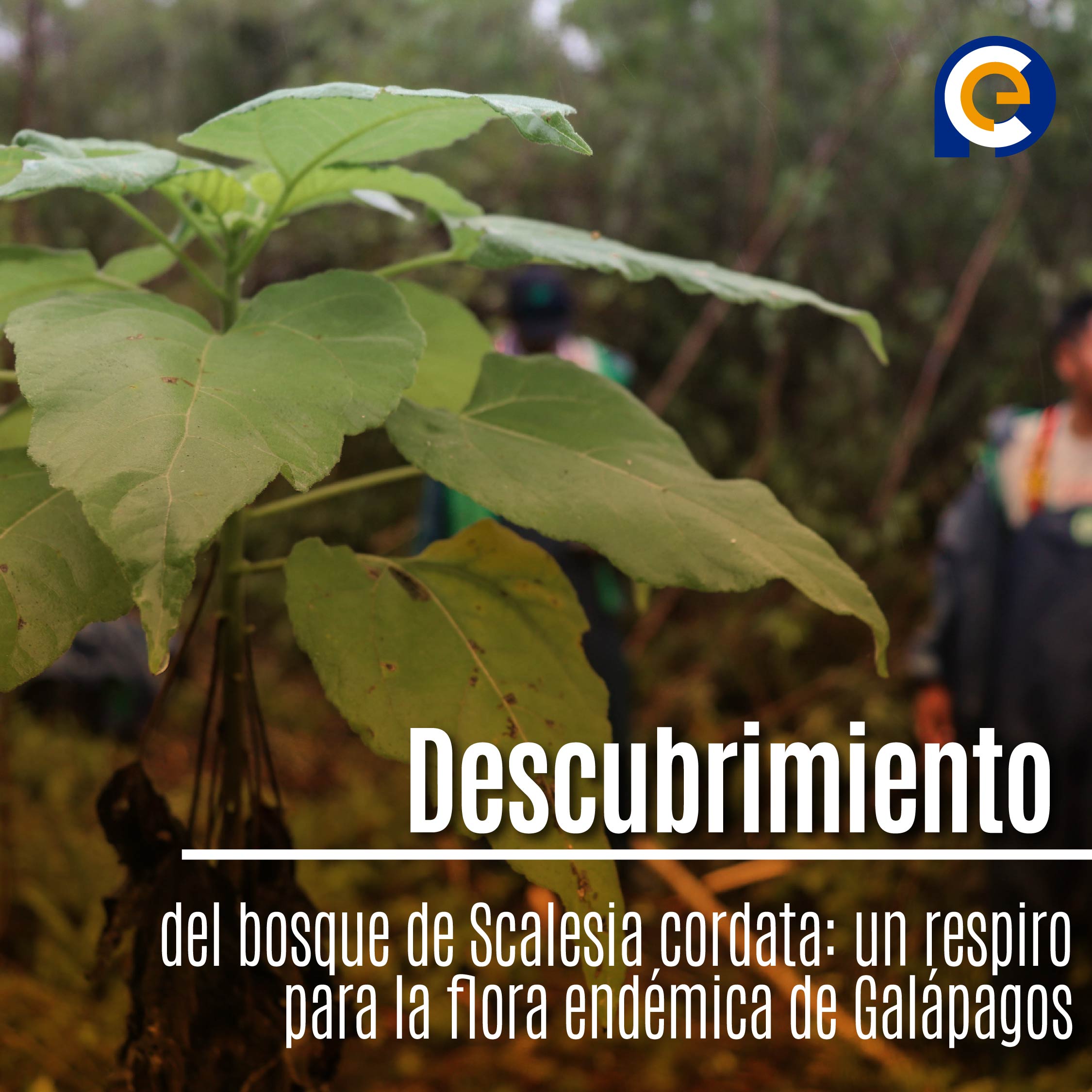 Descubrimiento del bosque de Scalesia cordata: un respiro para la flora endémica de Galápagos