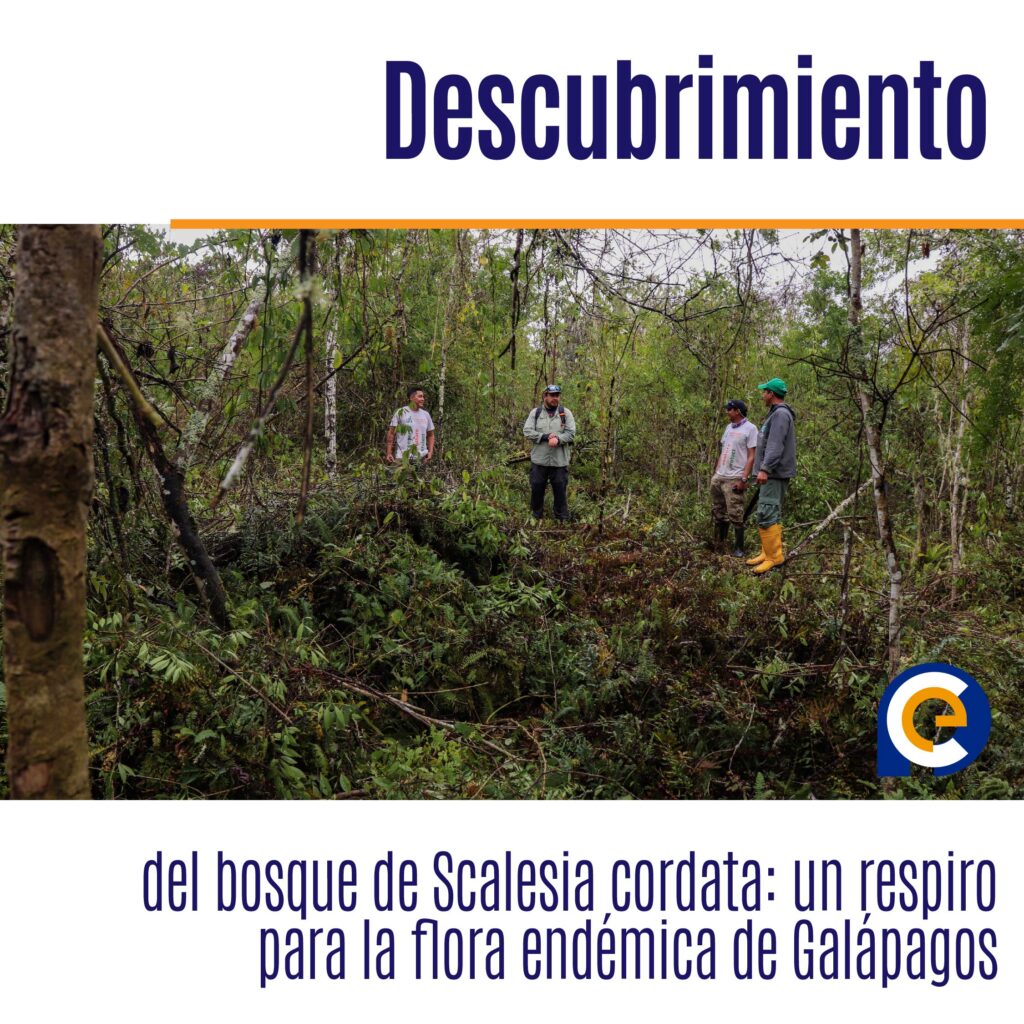 Descubrimiento del bosque de Scalesia cordata: un respiro para la flora endémica de Galápagos