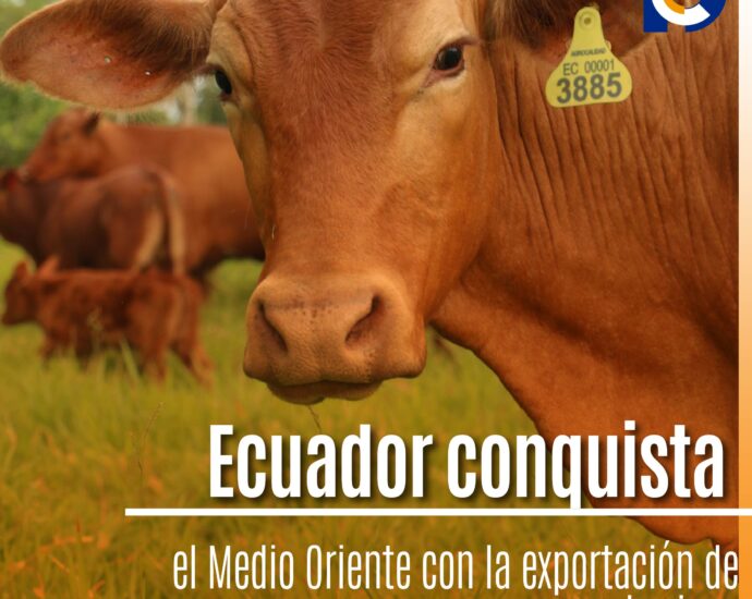 Ecuador conquista el Medio Oriente con la exportación de bovinos