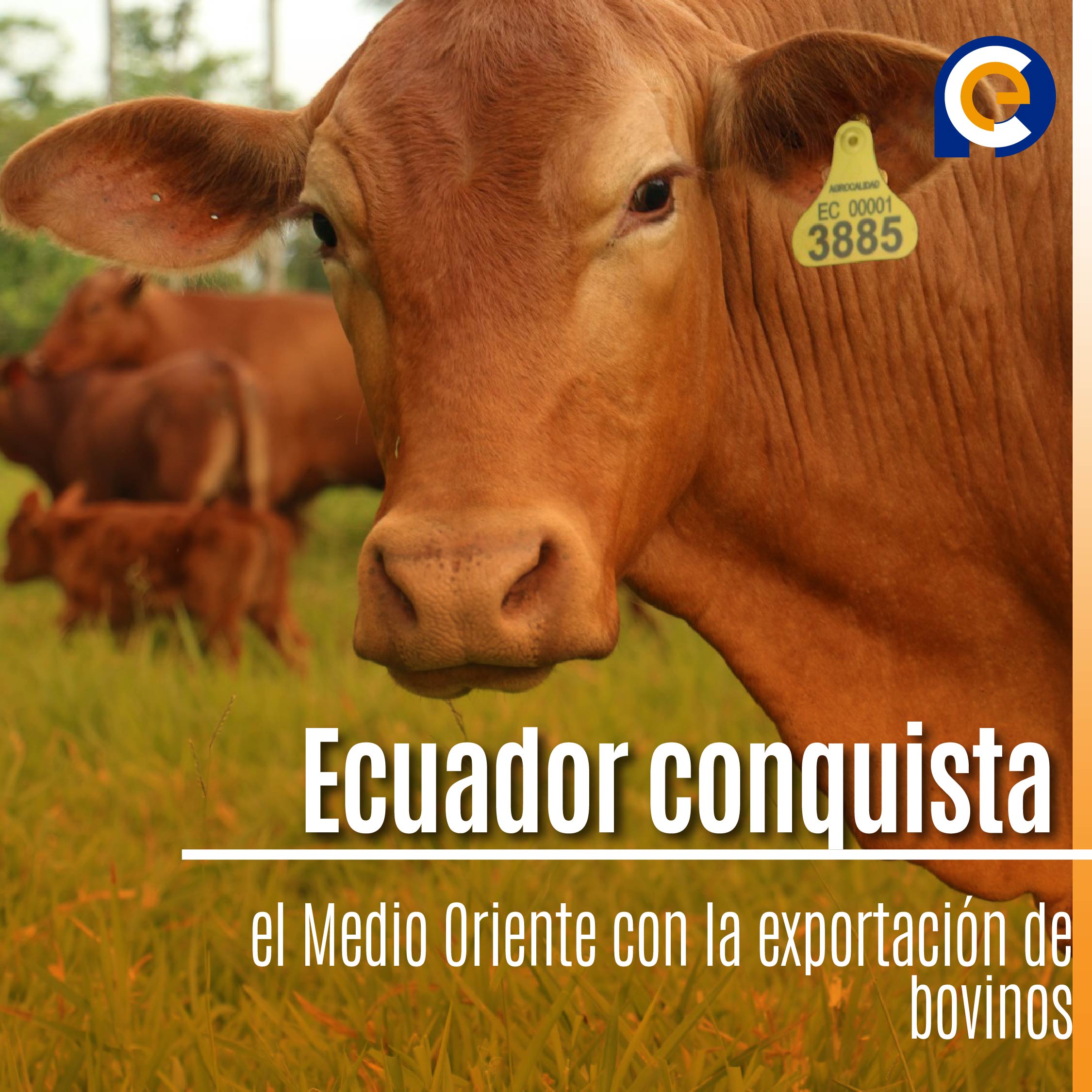 Ecuador conquista el Medio Oriente con la exportación de bovinos