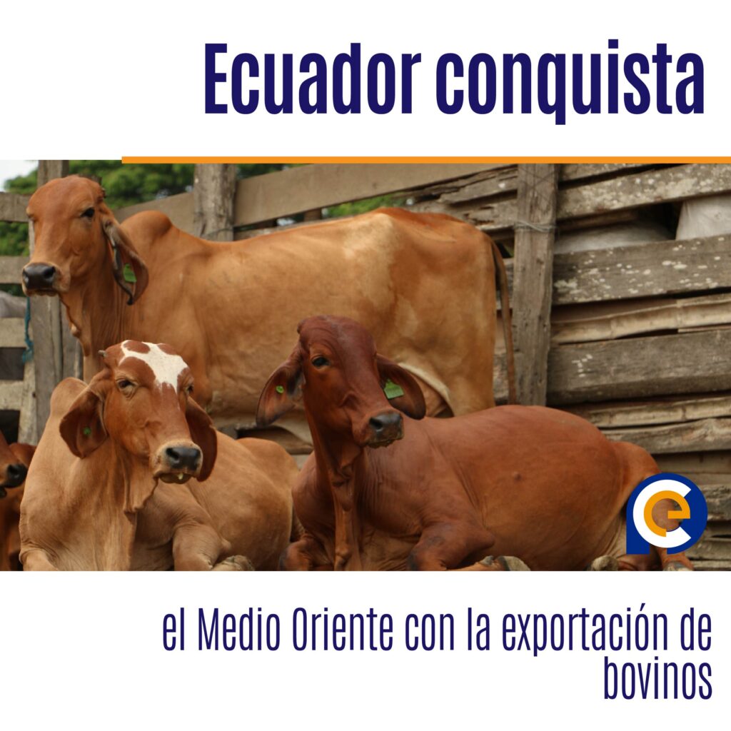 Ecuador conquista el Medio Oriente con la exportación de bovinos