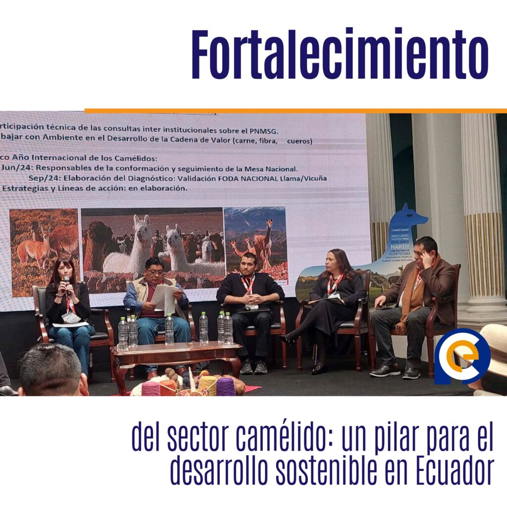 Fortalecimiento del sector camélido: un pilar para el desarrollo sostenible en Ecuador