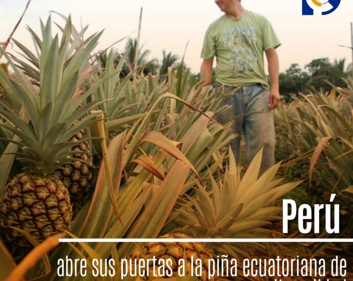 Perú abre sus puertas a la piña ecuatoriana de alta calidad