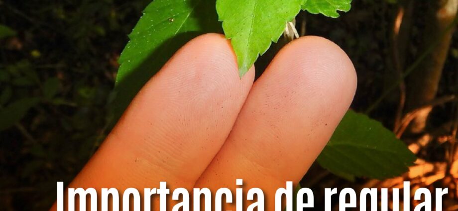 Importancia de regular la aplicación de antioxidantes en el tratamiento de la quimioterapia contra el Cáncer