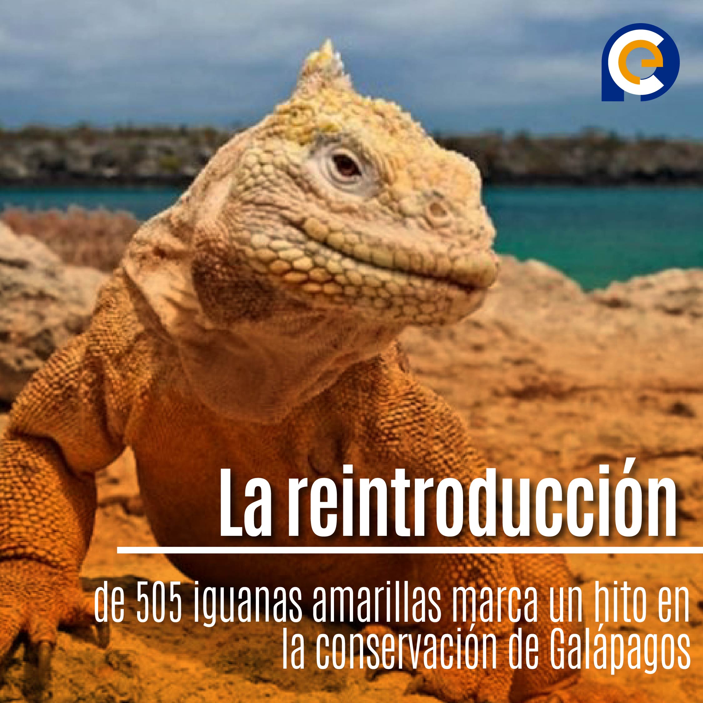 La reintroducción de 505 iguanas amarillas marca un hito en la conservación de Galápagos