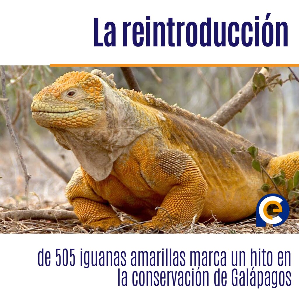 La reintroducción de 505 iguanas amarillas marca un hito en la conservación de Galápagos