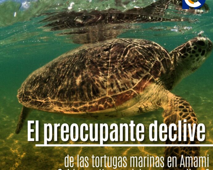 El preocupante declive de las tortugas marinas en Amami Oshima: ¿Un ecosistema en peligro?