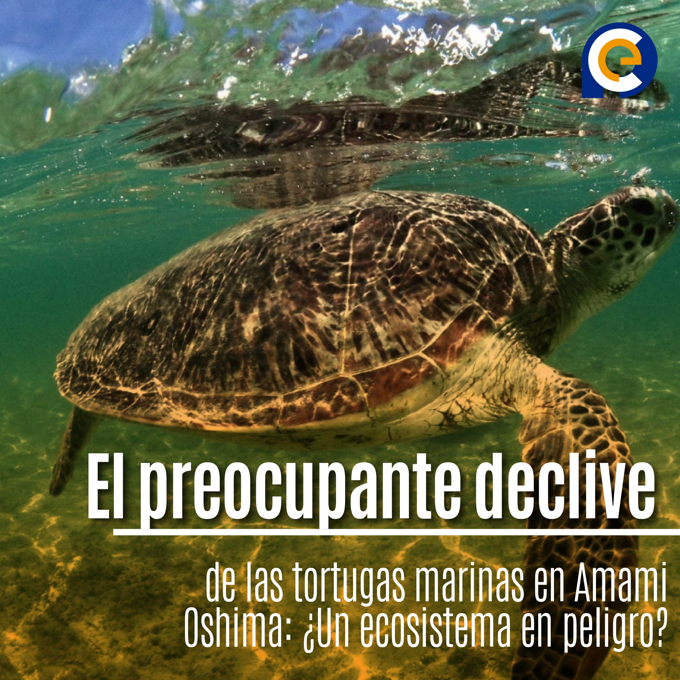 El preocupante declive de las tortugas marinas en Amami Oshima: ¿Un ecosistema en peligro?