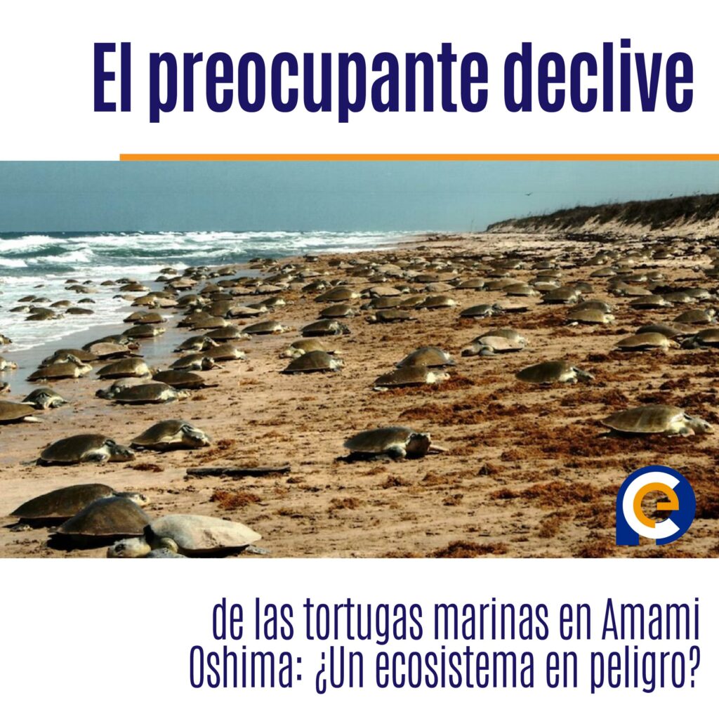 El preocupante declive de las tortugas marinas en Amami Oshima: ¿Un ecosistema en peligro?
