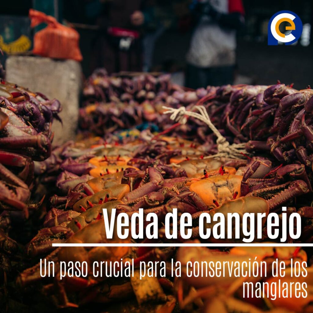 La veda de cangrejo rojo y azul en Ecuador: Un paso crucial para la conservación de los manglares