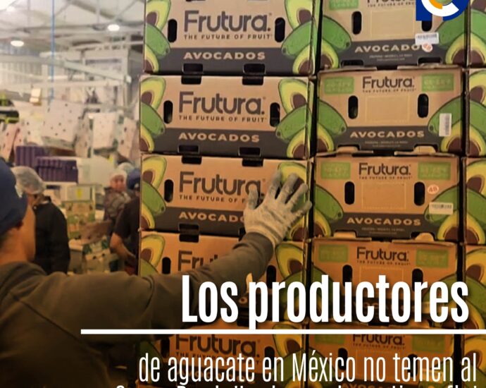 Los productores de aguacate en México no temen al Super Bowl: 'La demanda no tiene fin'