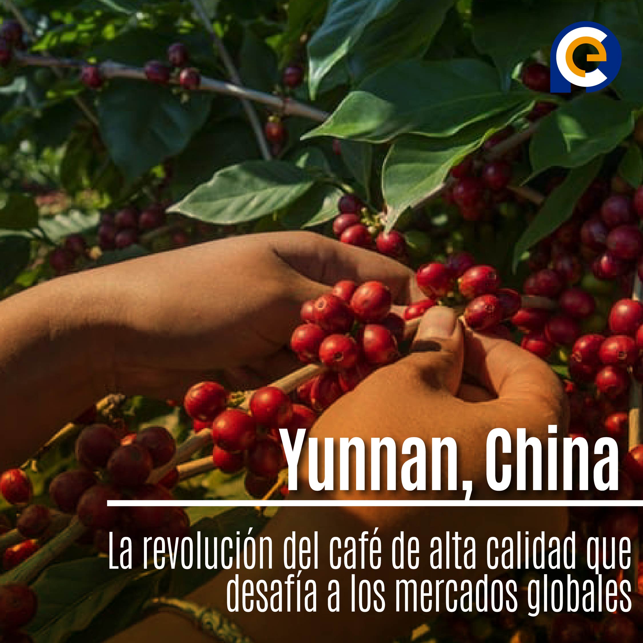 Yunnan, China: La revolución del café de alta calidad que desafía a los mercados globales